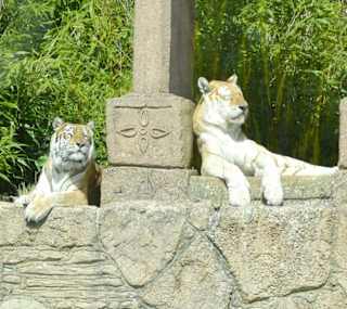 Two tigers lounging in the sun at the zoo. image