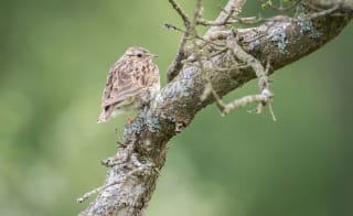 Woodlark image