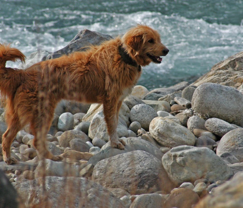 15 dog friendly beaches in Yorkshire