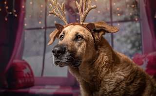Reindeer Ring Toss image