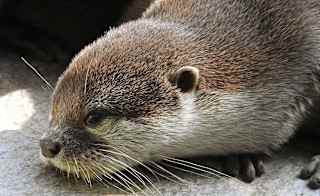 Asian Short-Clawed Otter image