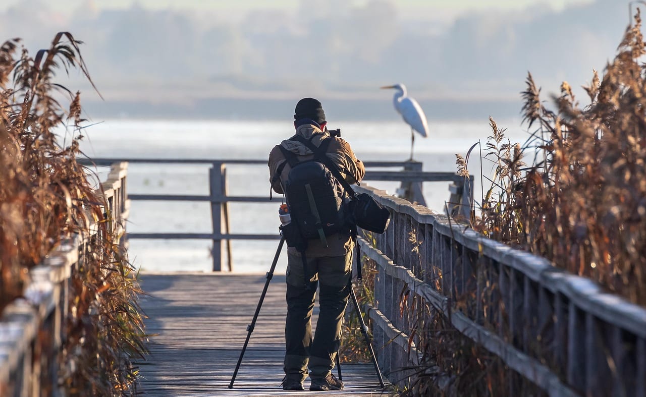 Arne, RSPB Nature Reserve image