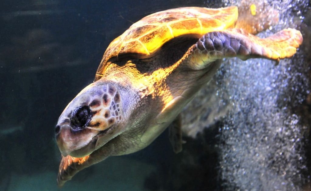 Scarborough Sea Life Sanctuary image