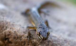 Newt image