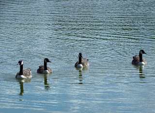 Abberton Reservoir image