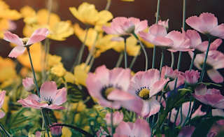 Rodney Gardens image