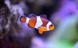 Oceanarium Bournemouth image