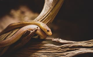 Smooth Snake image