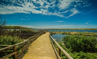 Abbotsbury Swannery image