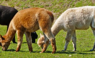 Slowhayes Alpacas, New Forest image