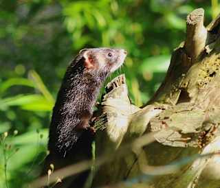Wildlife