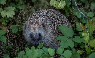 European Hedgehog image