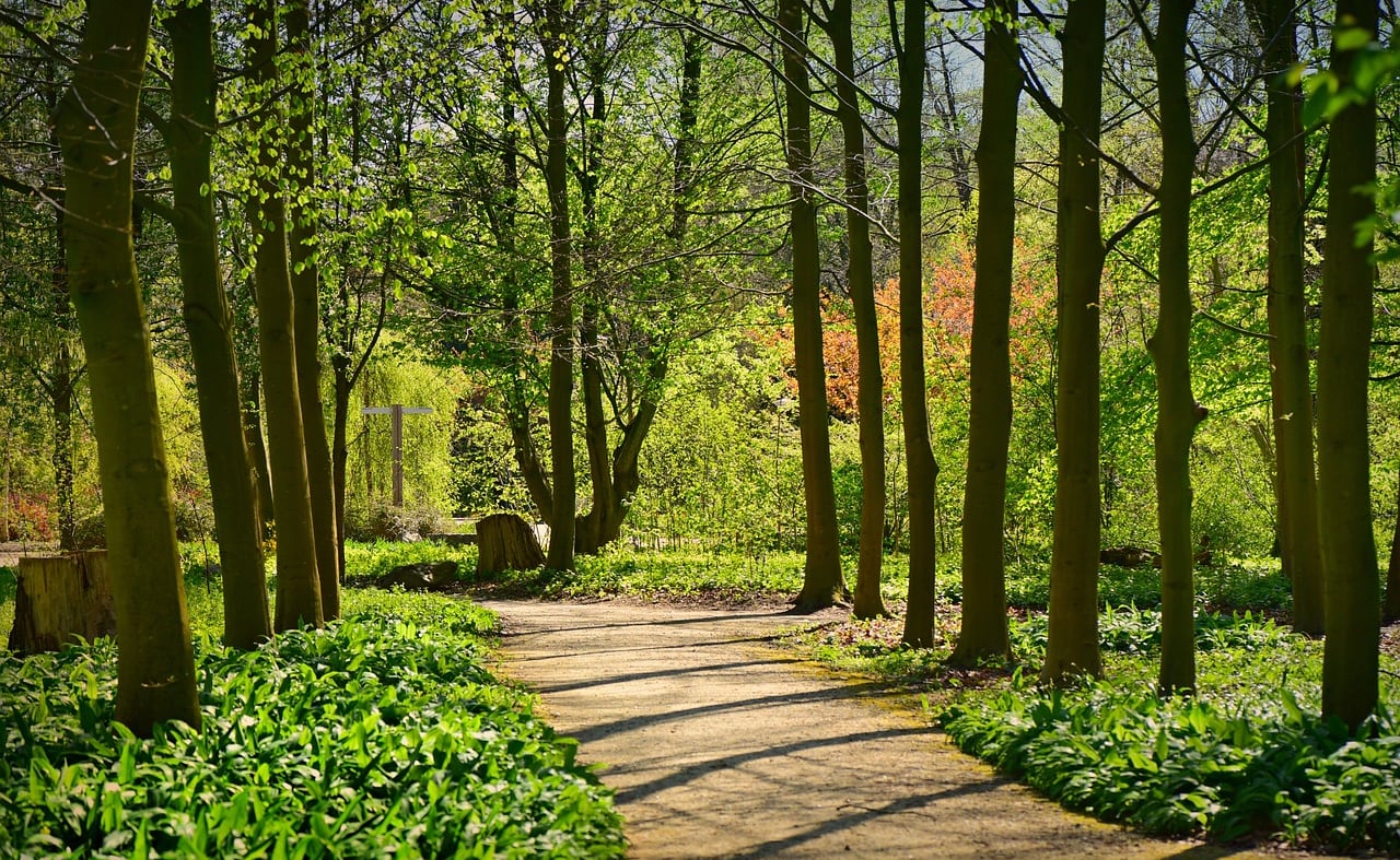 Tehidy Woods Circular image