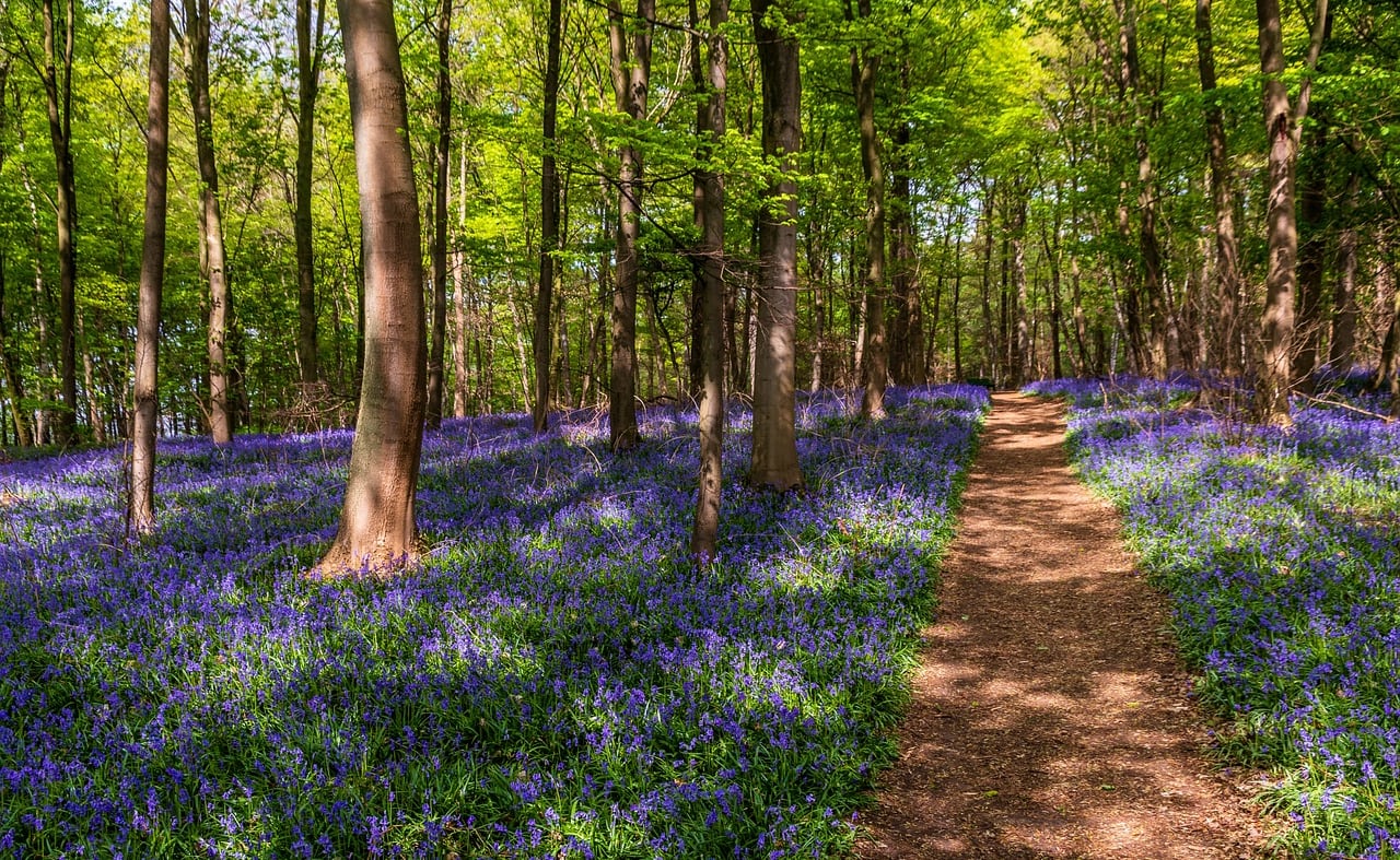 The first wildflowers are blooming image