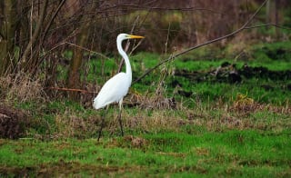 Wading image