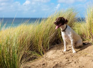 A dog sat on the beach on a sunny day. image
