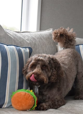 A dog playing with a burger toy on the sofa in our exclusive accommodation, The Stargazer.