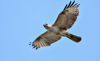 Buzzard image