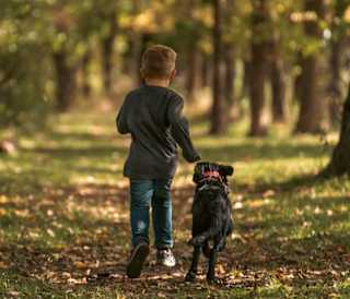 20 things to do New Forest with dogs