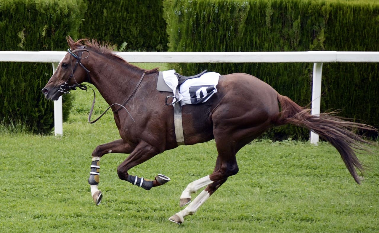 Thirsk Racecourse image