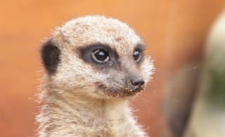 A close up image of a Meerkat's face. image