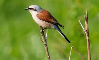 Great Grey Shrike image