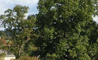 Dunston and Nocton image