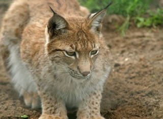 A close up image of an animal at the Lincolnshire Wildlife Park. image