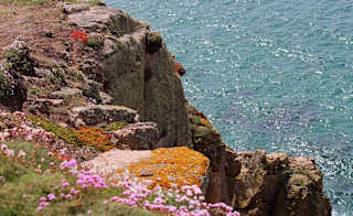 Trevelgue Head and Whipsiderry image