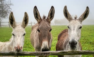 Donkey sanctuary image
