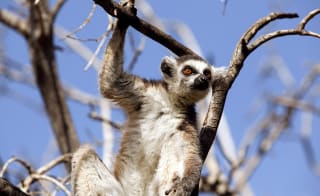 Yorkshire Wildlife Park image