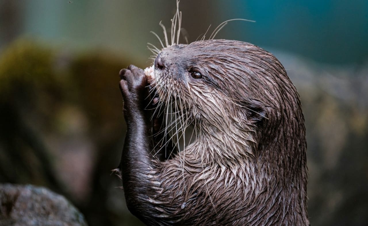 Eurasian Otter image