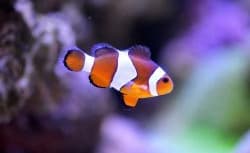 Oceanarium Bournemouth image