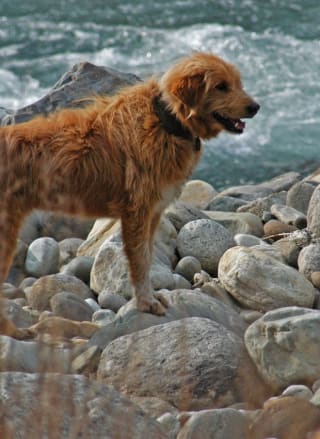 15 dog friendly beaches in Yorkshire