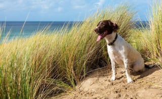 Cornwall dog friendly hot tub holidays image