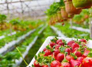 The New Forest Fruit Company image