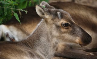 Bolderwood Deer Sanctuary image
