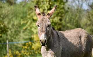 Kingston Maurward Animal Park and Garden image
