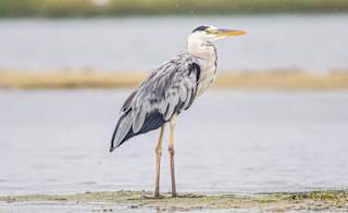 Brading Marshes RSPB Reserve image