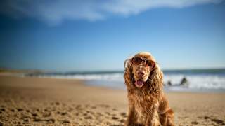 Dog friendly Breaks at Away Resorts image