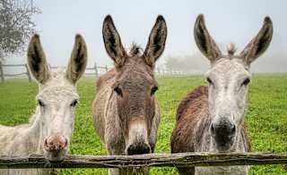 Donkey sanctuary image