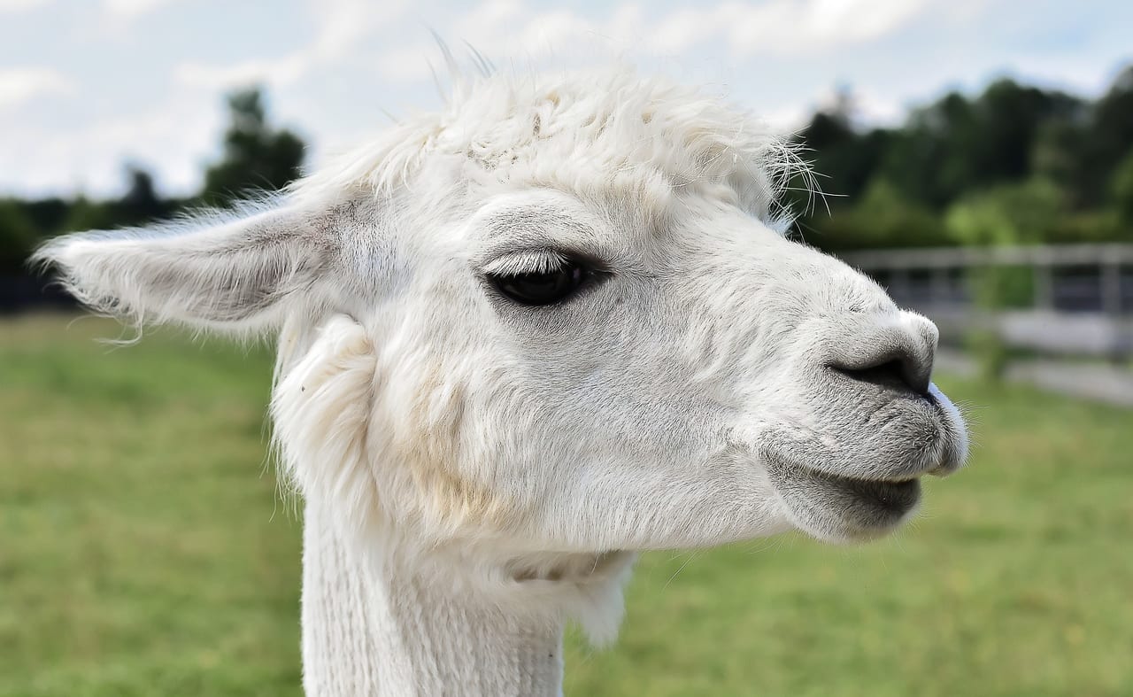 West Wight Alpacas & Llamas image