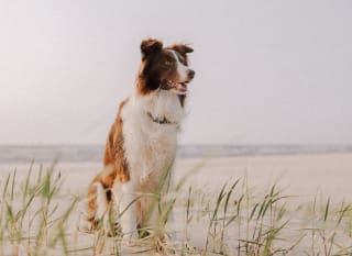 Porth Joke Beach image