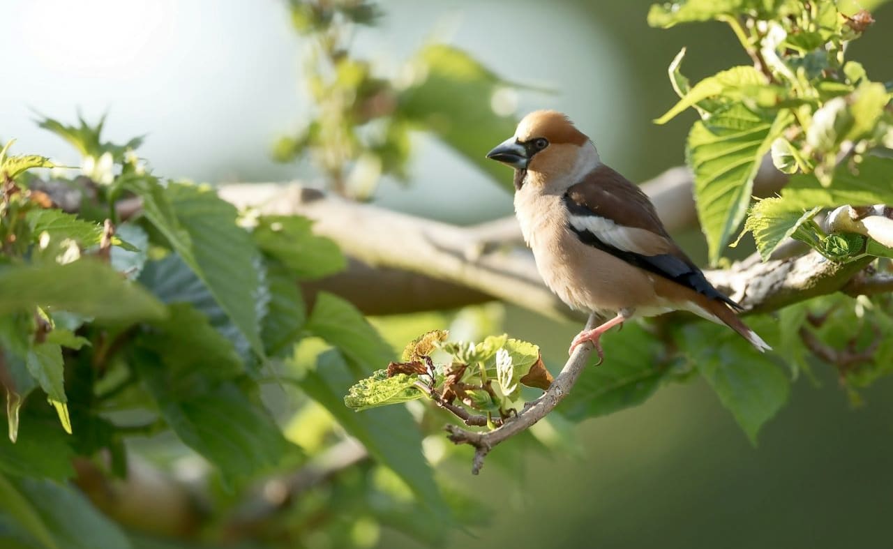 Hawfinch image