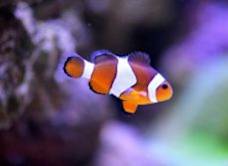 Oceanarium Bournemouth image