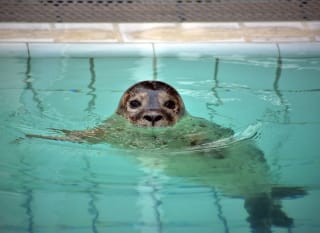 A close up image of a seal swimming in water. image