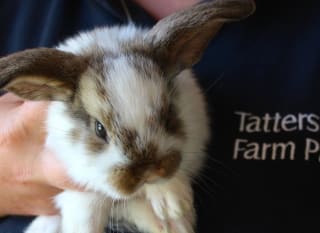 Tattershall Farm Park image