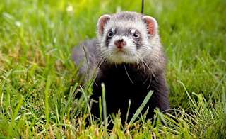 European Ferret image