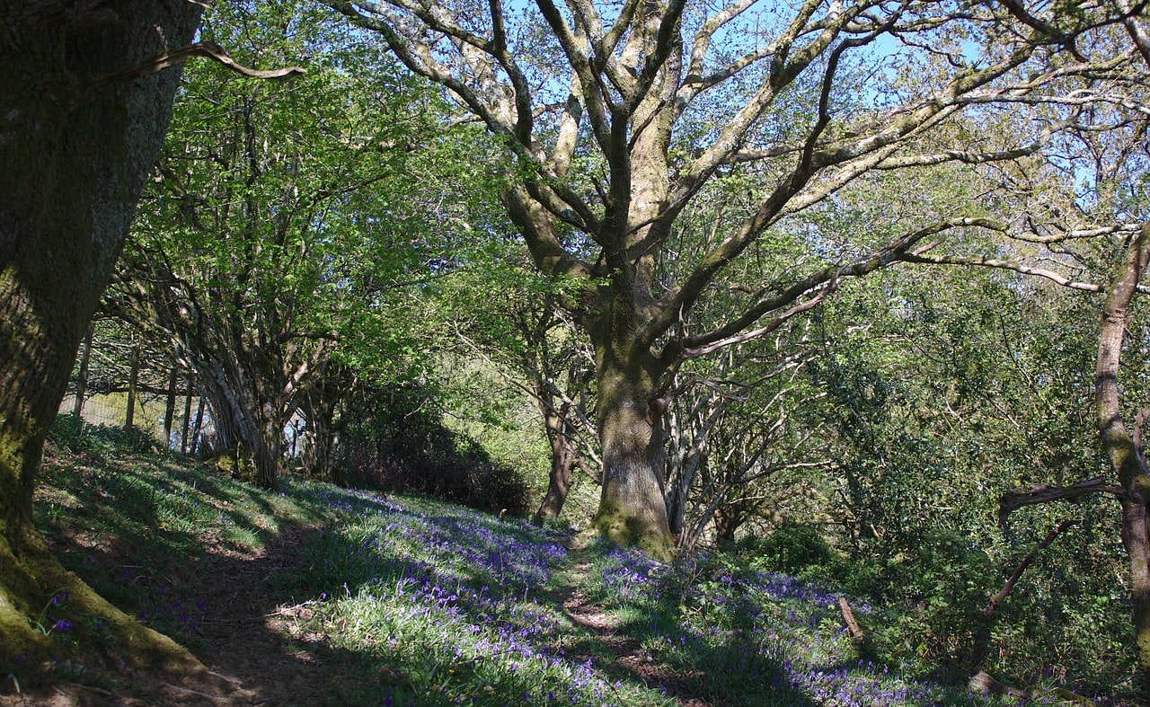 Nocton and Car Dyke Walk image