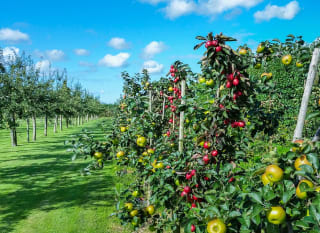 Polgoon Vineyard & Orchard image